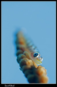 Commensal gobbie on a whiplash coral :-D by Daniel Strub 